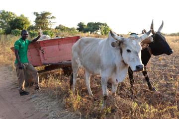 Switching from tobacco yields advantages for farmers in Malawi