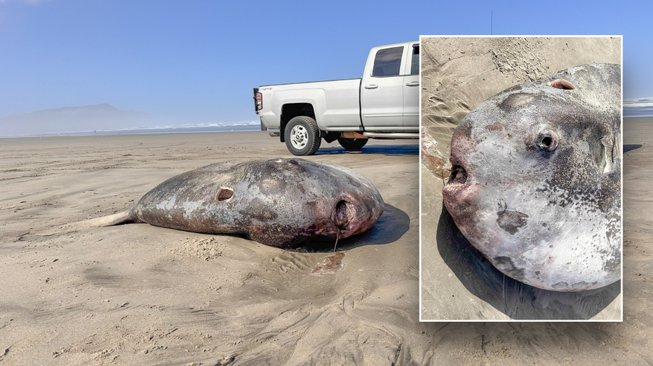 Odd-looking fish, largest of its form, washes up on seaside, stumps specialists: ‘Exceptional’