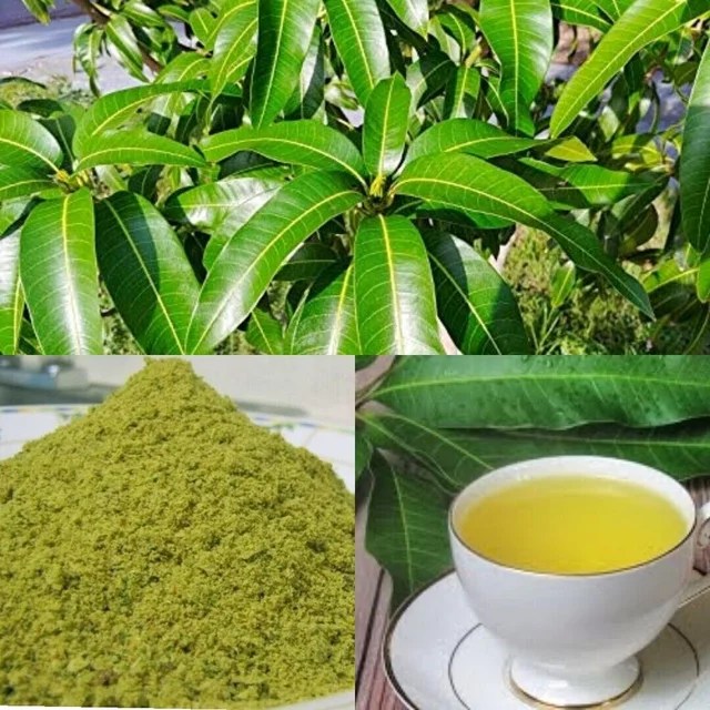 Why it’s best to embody mango leaves in your weight loss plan