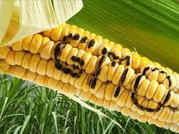 5 Doable Aspect Results of Tinubu’s Permitted GMOs on Nigerians