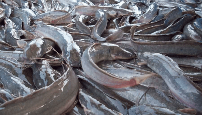 Excessive feed prices damage Nigeria’s N120bn fish trade