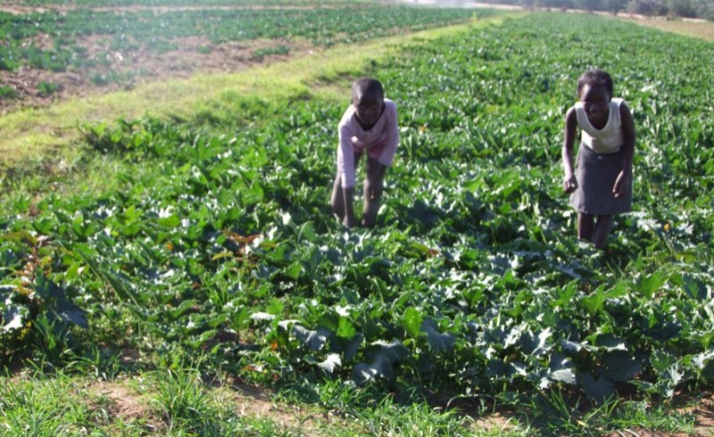 Namibia: Namibia Faces Worsening Meals Insecurity