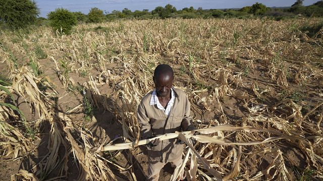Zimbabwe faces elevated malnutrition amid extreme drought