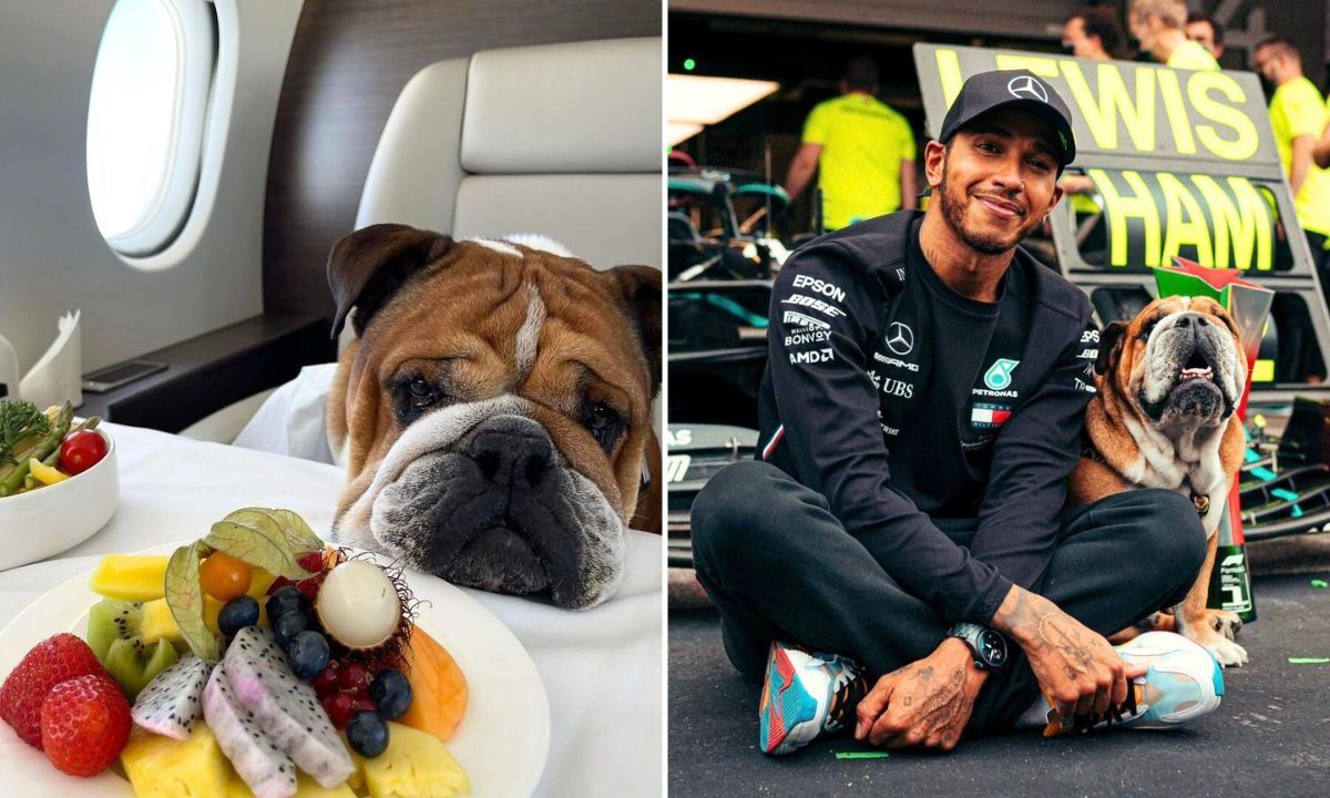 Lewis Hamilton: A vegan weight-reduction plan boosts Bulldog’s well being