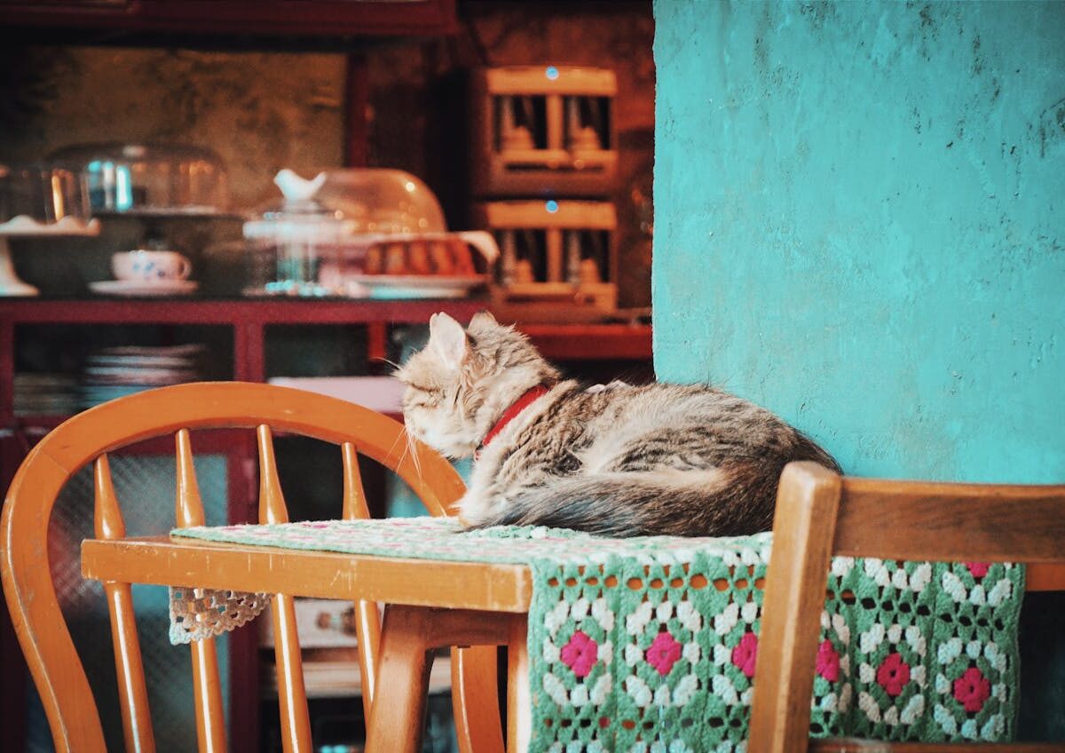 The best way to cease your cat from knocking issues off the counter?