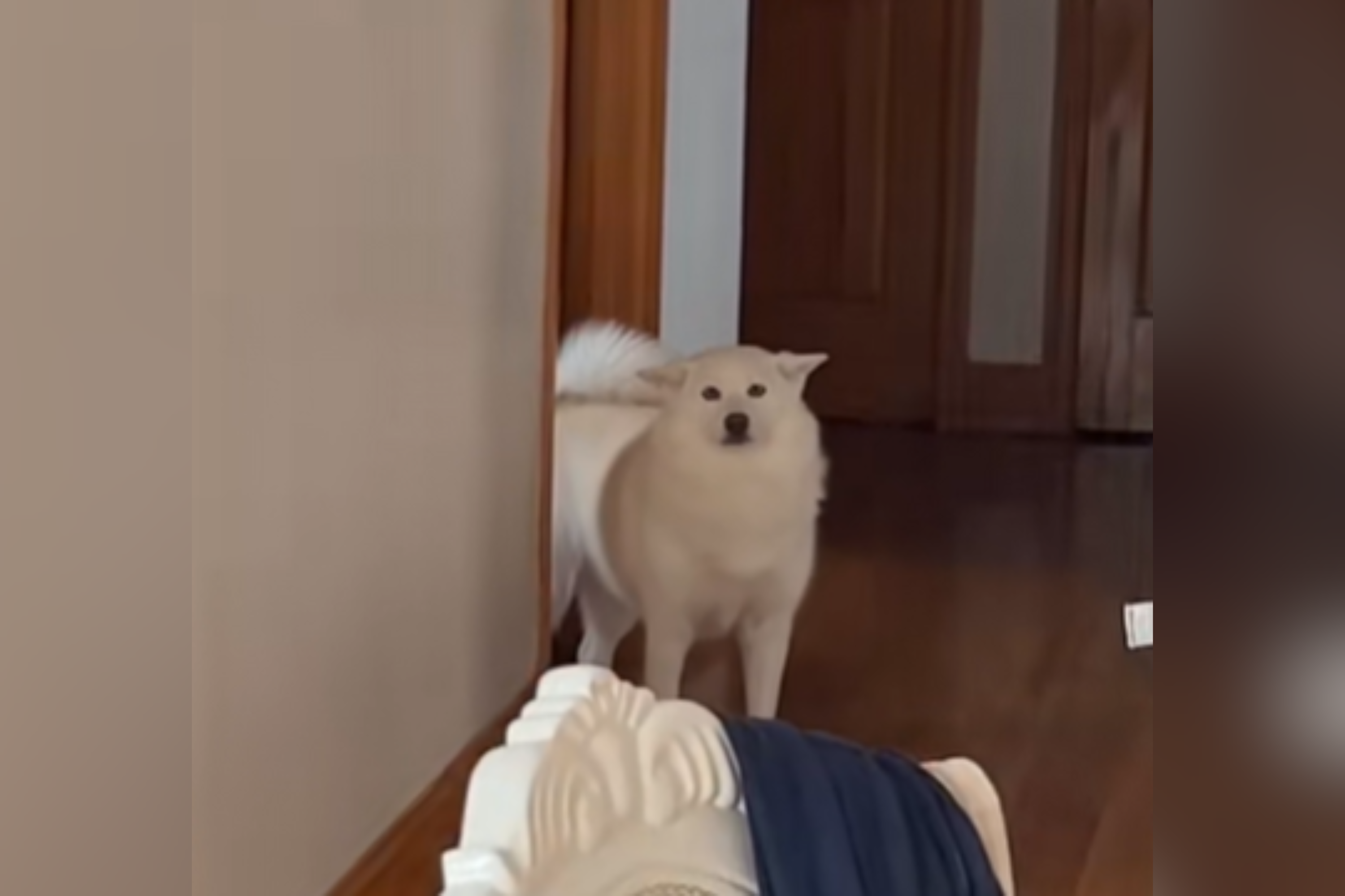 Lady Modifications Her Voice To Attempt to ‘Trick’ Canine, Her Response Is Every little thing