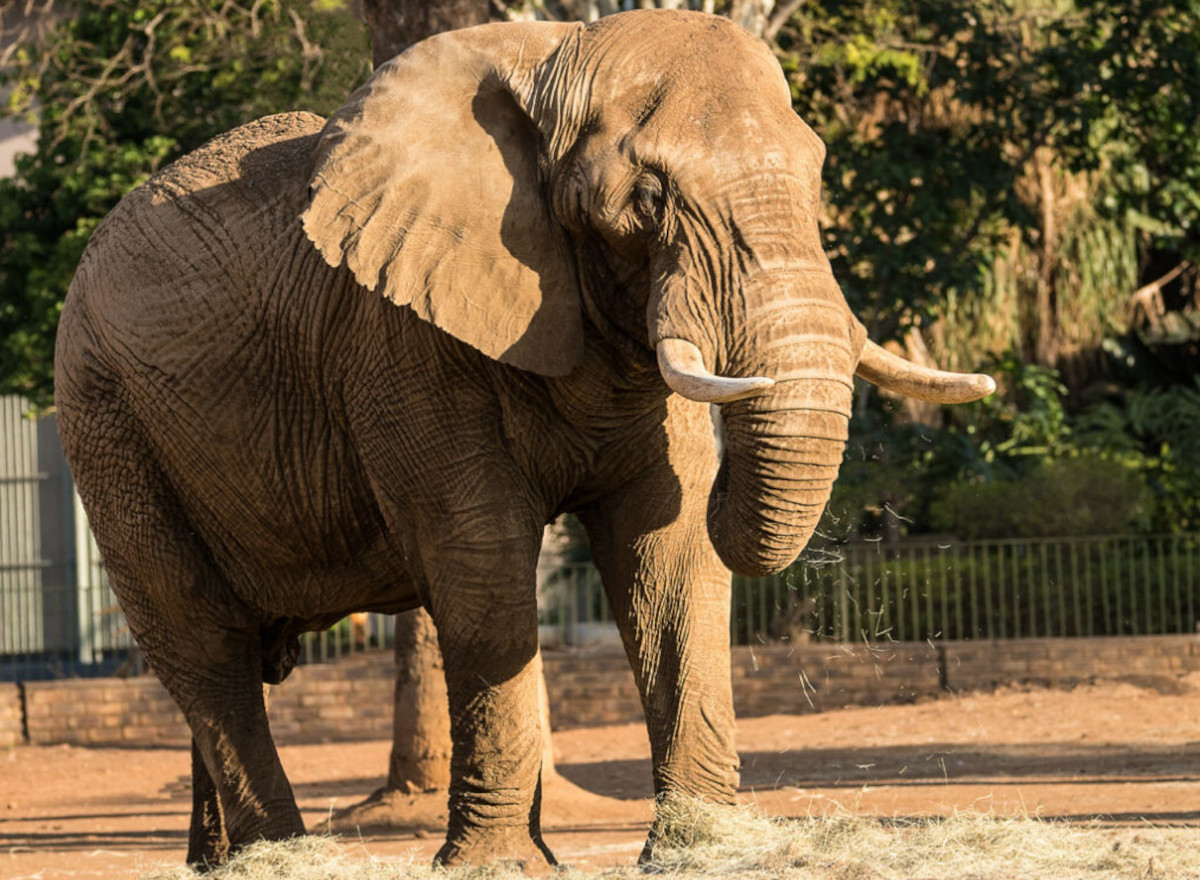 South Africa’s Pretoria zoo frees its final elephant