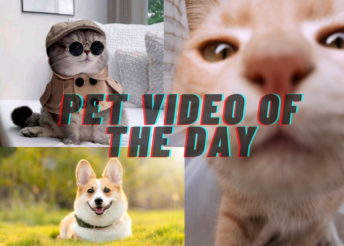 WATCH: Viral Pet Video – 21 August 2024