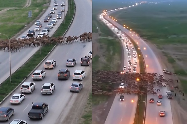 At this time’s Pictures : Herd Of Camels Crossing The Freeway Causes Large Visitors In Oil-rich Oman