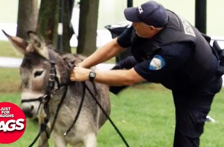 Cop Chases Criminal On A Donkey | Just For Laughs Gags