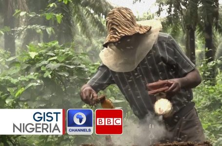 How Farmers In South East Nigeria Are Reworking Their Financial Future