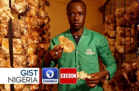 Mushrooms For Meals Sufficiency In Nigeria