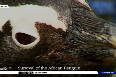 Survival of the African Penguin