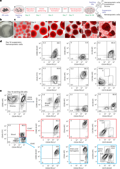 Lengthy-term engrafting multilineage hematopoietic cells differentiated from human induced pluripotent stem cells