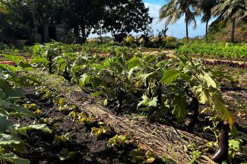 Mauritius places meals security excessive on the menu