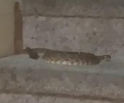 Watch: Rattlesnake enters California residence, traps residents upstairs