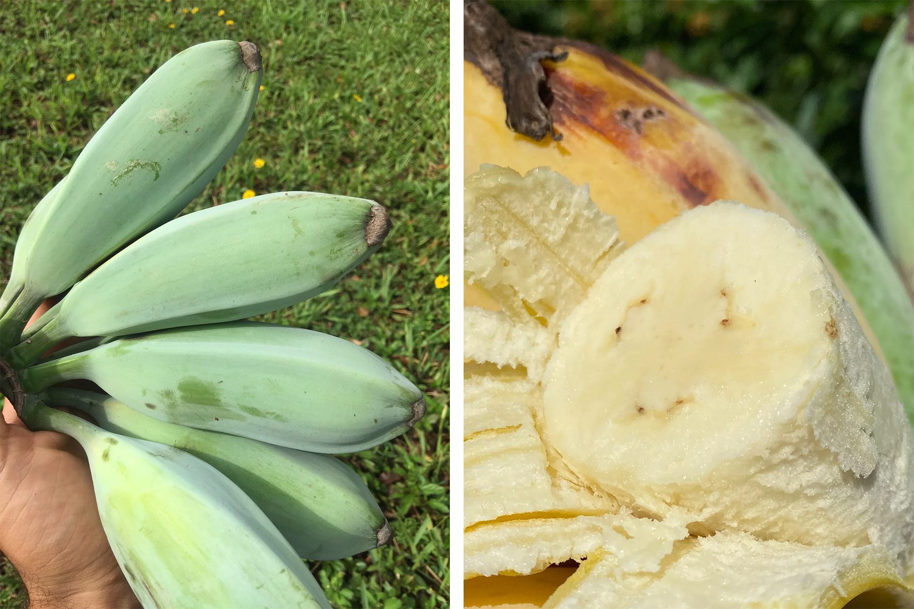 This Is The place to Discover a Blue Java Banana