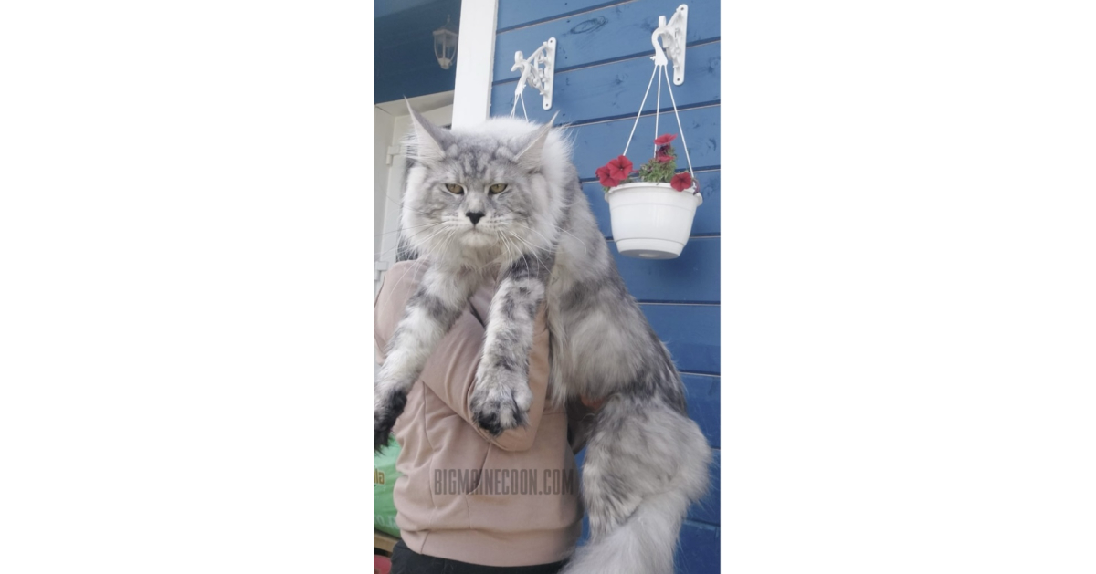 Big Maines Cattery Leads Effort to Fight Scammers within the Breeding Business: Presents Video Calls and No-Deposit, In-Particular person Meets for Kitten Choice