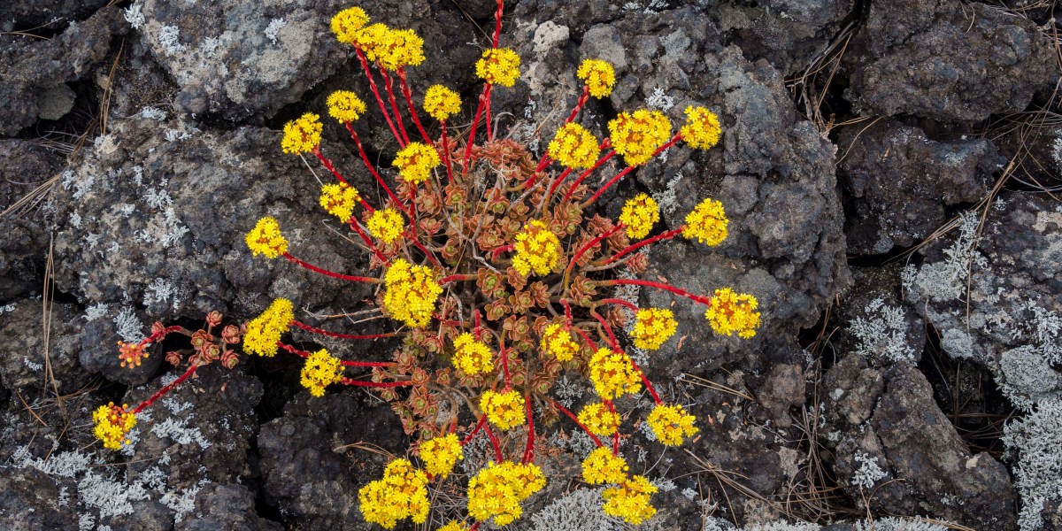 How crops might mine metals from the soil