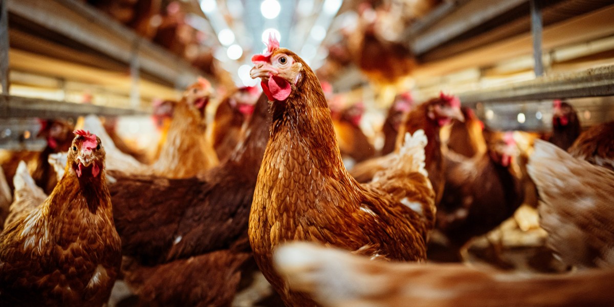 Why virologists are getting more and more nervous about chicken flu