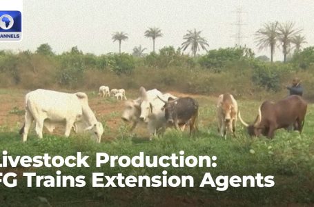 Livestock Manufacturing: FG Trains Extension Brokers, Farmers In Kwara State