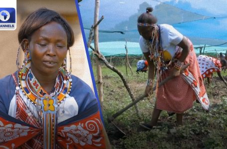 Masai Ladies Are Studying New Expertise To Assist Stop Forest Loss +Extra | EcoAfrica