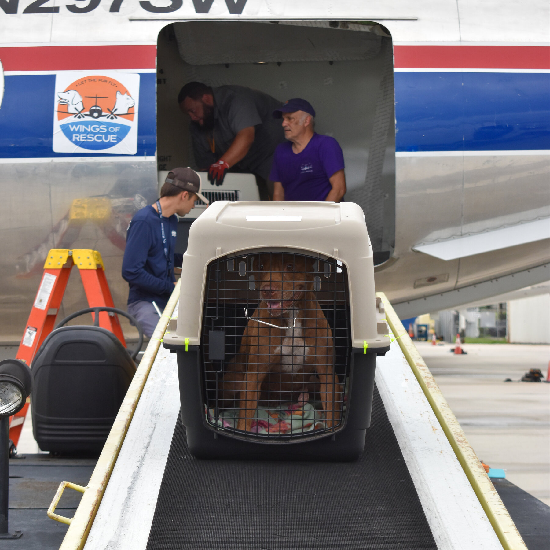 Hurricane Milton Leaves Many Florida Animals in Limbo