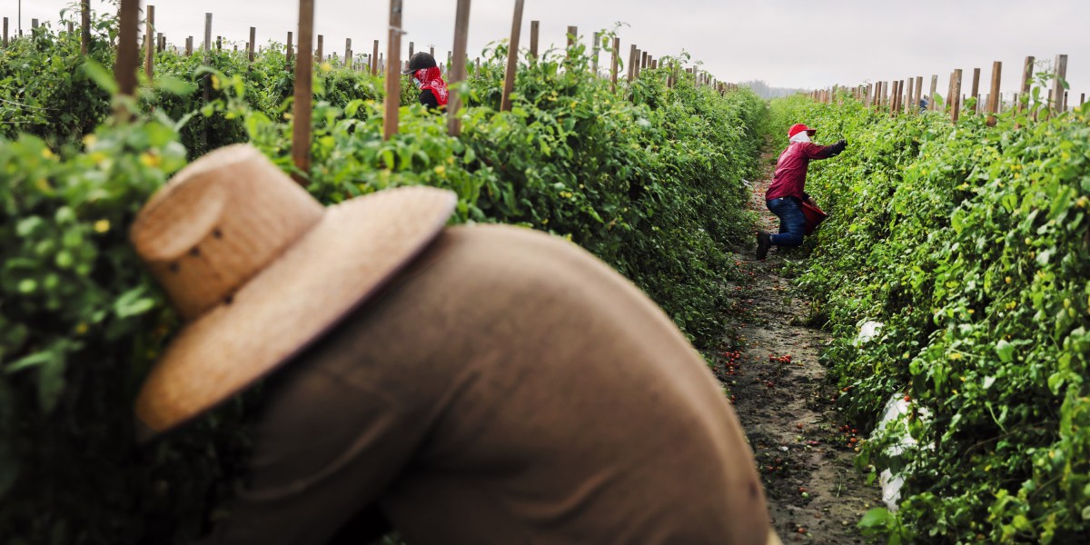 The search to guard farmworkers from excessive warmth