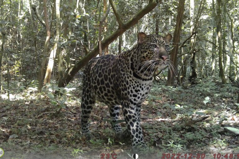 Elusive wildcats might maintain the important thing to more healthy forests in Africa