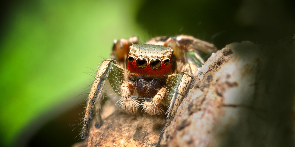 What do leaping spiders discover attractive? How DIY tech is providing insights into the animal thoughts.