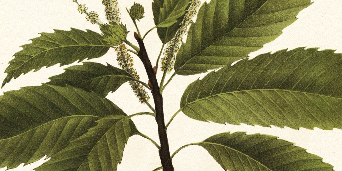 GMOs may reboot chestnut bushes