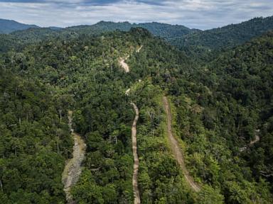 Indonesian forests pay the worth for the rising world biomass power demand