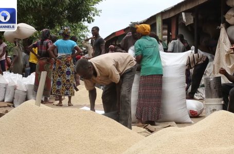 FG Targets GM Tela Maize To Deal with Meals Problem