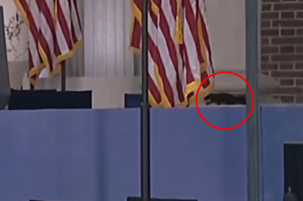 Squirrel noticed onstage earlier than Kamala Harris’ concession speech — and web thinks it’s the ghost of P’nut