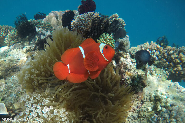 44% of reef-building coral species liable to extinction: IUCN