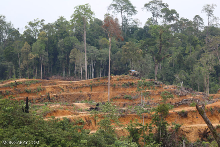 EU delays and weakens anti-deforestation legislation, including ‘no-risk’ loophole