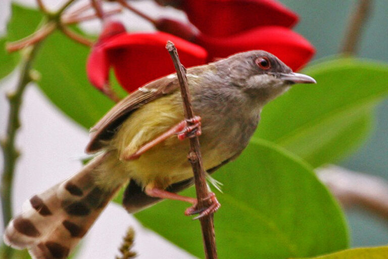 Hundreds of birds seized in large Indonesian bird-trafficking bust