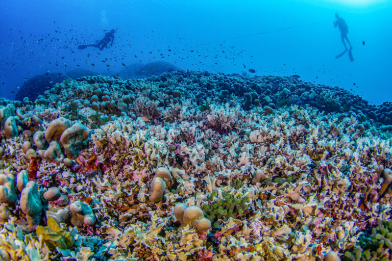 World’s largest recognized coral — seen from house — present in Solomon Islands