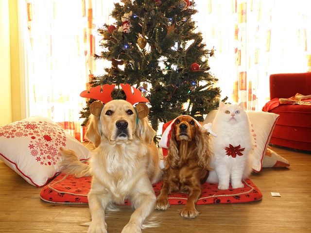 What must you be mindful when dressing your pet for Christmas holidays?