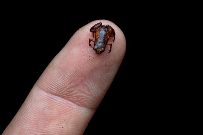One of many tiniest frogs ever is found in Brazil, defying dimension limits