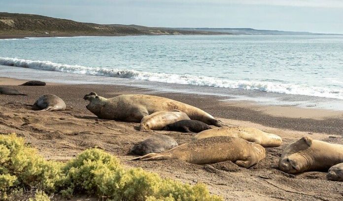 Elephant seal colonies in Argentina face lengthy restoration after ‘catastrophic’ avian flu