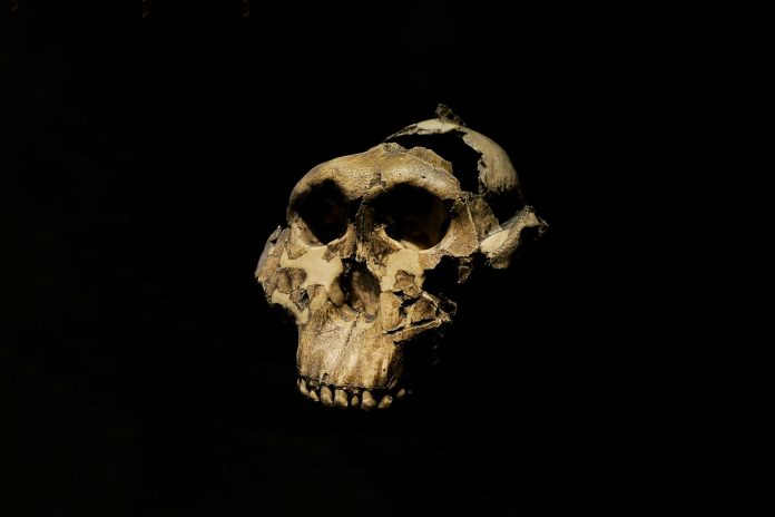Crossing evolutionary paths: New analysis finds completely different hominin species coexisted