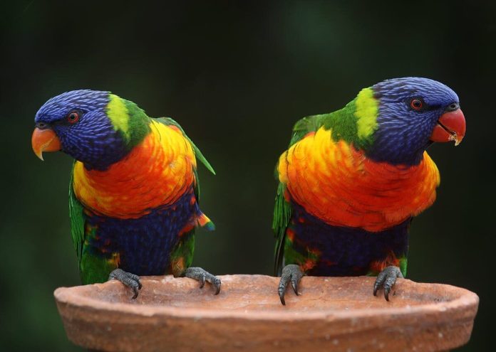 Ten-holiday hazards on your fowl pet