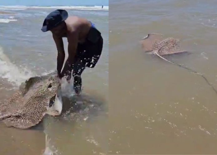 EISH WENA: Mzansi applauds courageous man rescuing deadliest sea creature