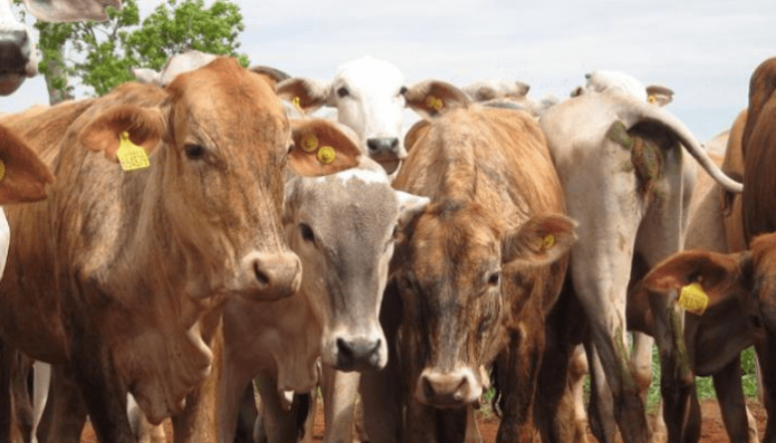 FG seeks US help for animal census to curb farmer-herder clashes