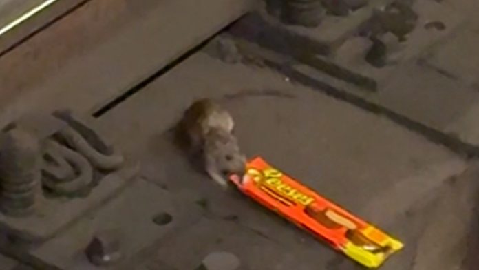 NYC Rat Filmed Dragging King-Measurement Reese’s Cups Throughout Subway Tracks, on Video