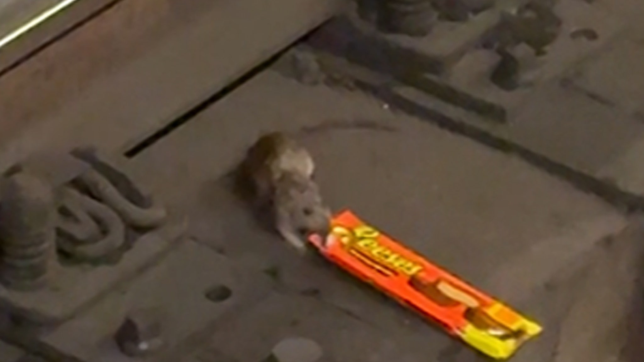 nyc-rat-filmed-dragging-king-measurement-reeses-cups-throughout-subway-tracks-on-video.jpg NYC Rat Filmed Dragging King-Measurement Reese’s Cups Throughout Subway Tracks, on Video