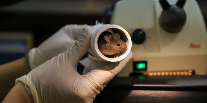 The Obtain: mice with two dads, and Meta’s fact-checking challenges