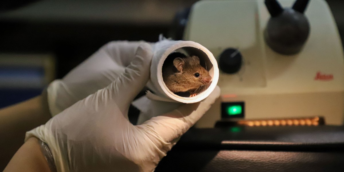 the-obtain-mice-with-two-dads-and-metas-fact-checking-challenges.jpg The Obtain: mice with two dads, and Meta’s fact-checking challenges