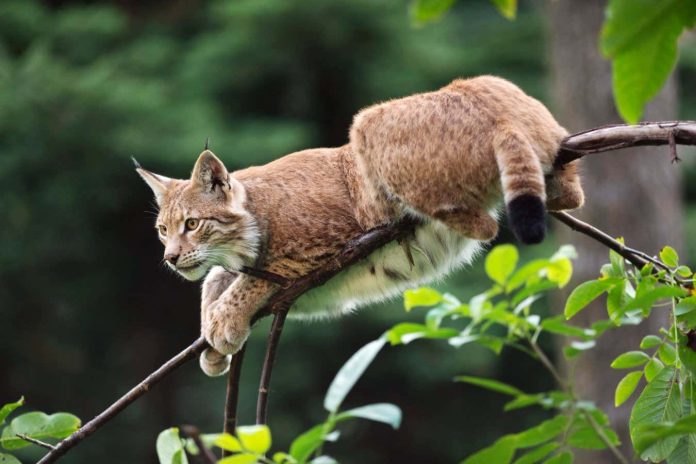 Rewild the UK with lynx quickly? Not a cat in hell’s probability, sadly